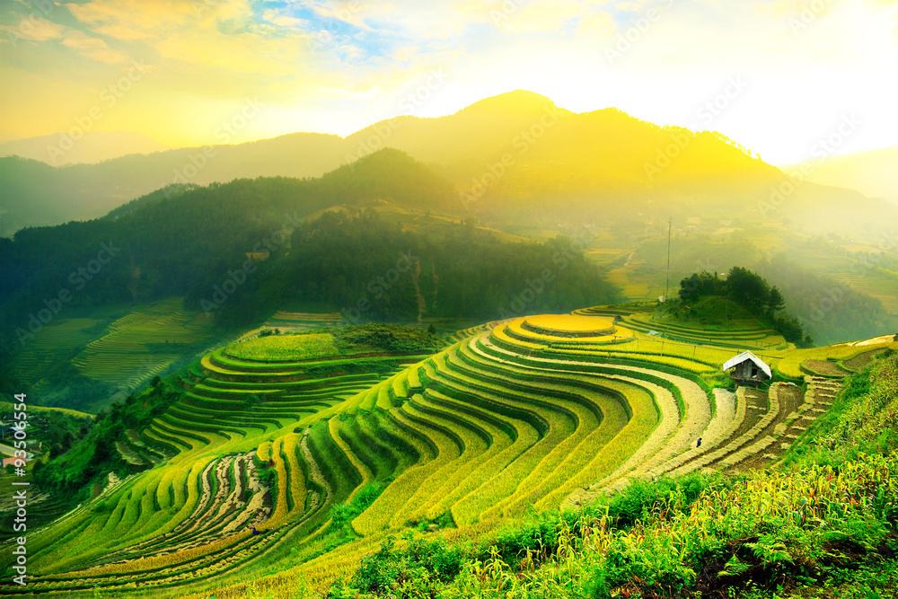 Obraz premium Pola ryżowe na tarasie Mu Cang Chai, YenBai, Wietnam. Pola ryżowe przygotowują zbiory w północno-zachodnim Wietnamie. Krajobrazy Wietnamu.