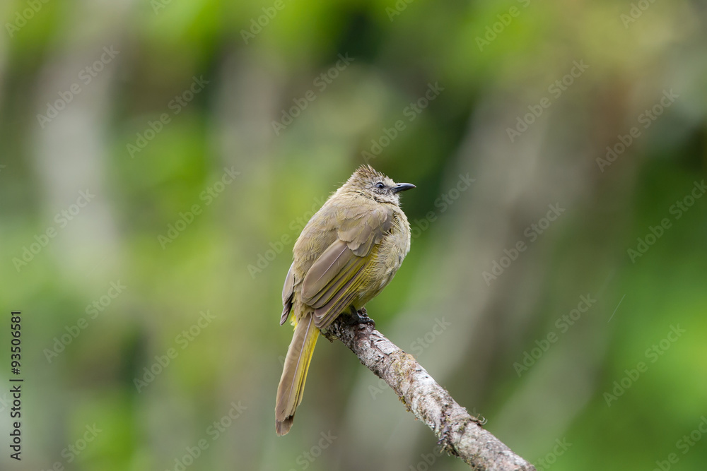 Naklejka premium The flavescent bulbul (Pycnonotus flavescens) is a species of songbird in the Pycnonotidae family. Its name comes from flavescent, a yellowish color. 