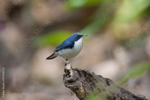 Birds Name:Siberian blue robin. This bird is a migratory insectivorous species breeding in eastern Asia across to Japan. It winters in southeast Asia and Thailand.  © mrpratan