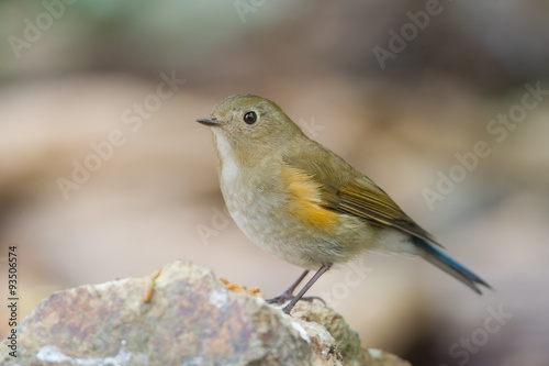The Himalayan bluetail or Himalayan red-flanked bush-robin (Tarsiger rufilatus) is a small passerine bird that was formerly classed as a member of the thrush family Turdidae, 