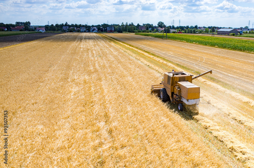 Obraz premium Combine working on the wheat field