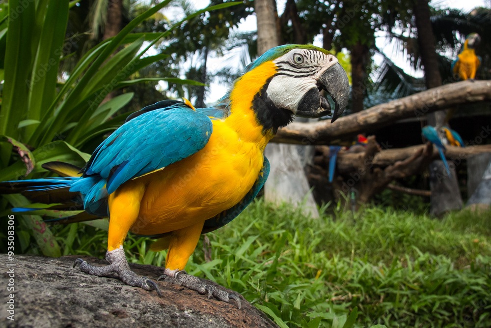 Obraz premium The macaws