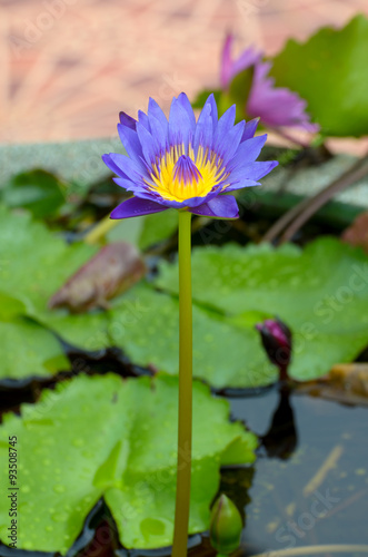 A water flower also called a lotus - in a pond surrounded by flo