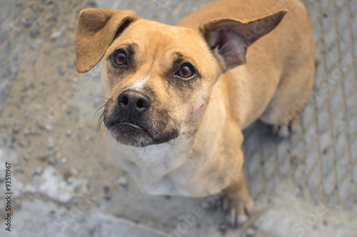 Glance a stray dog