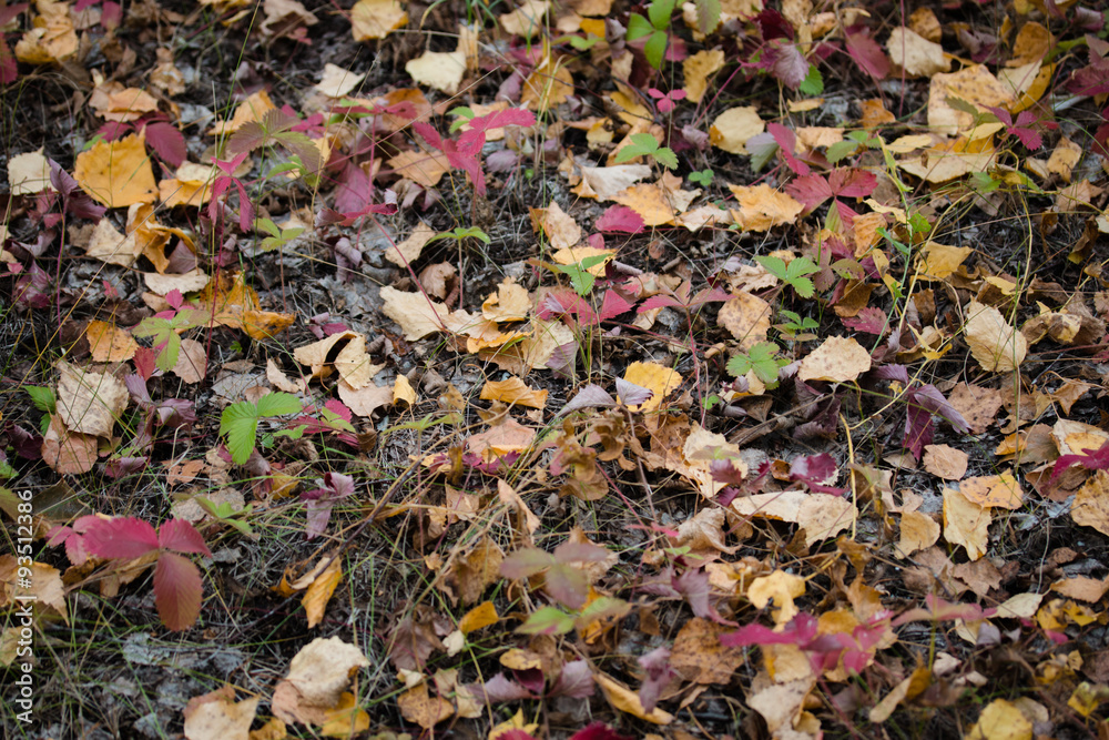 Autumn yellow leaves