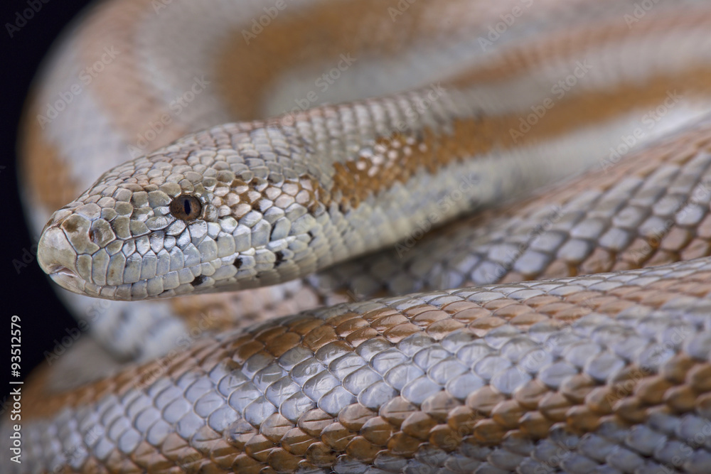 Fototapeta premium Mid-Baja rosy boa (Charina trivirgata saslowi)