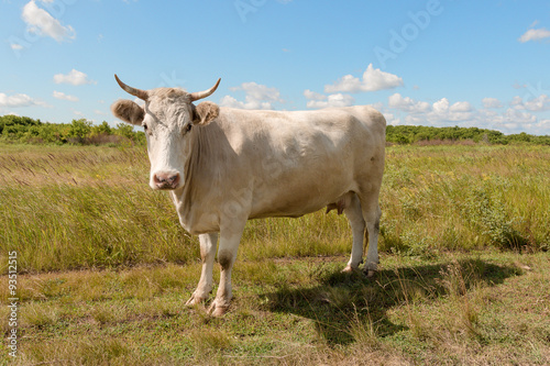 Fototapeta Naklejka Na Ścianę i Meble -  white cow