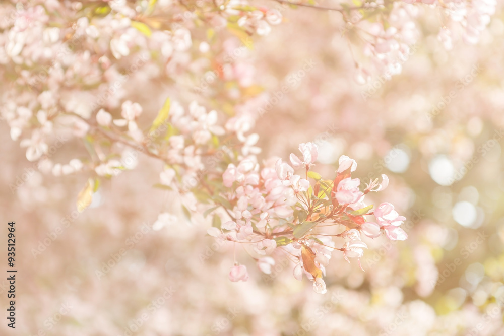 Fototapeta premium cherry blossom