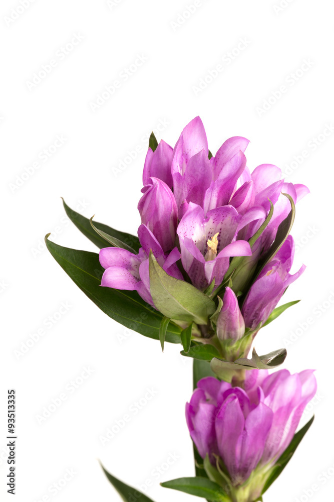 Naklejka premium リンドウの花