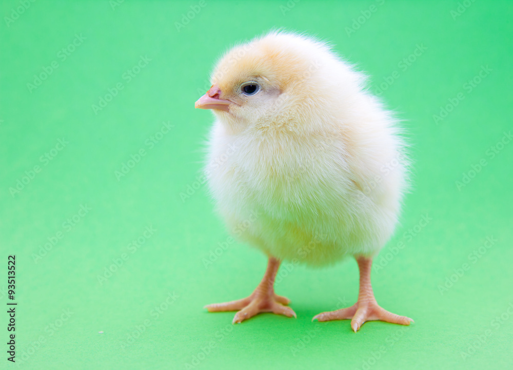 Cute little chick on green background Cute little chick on green background