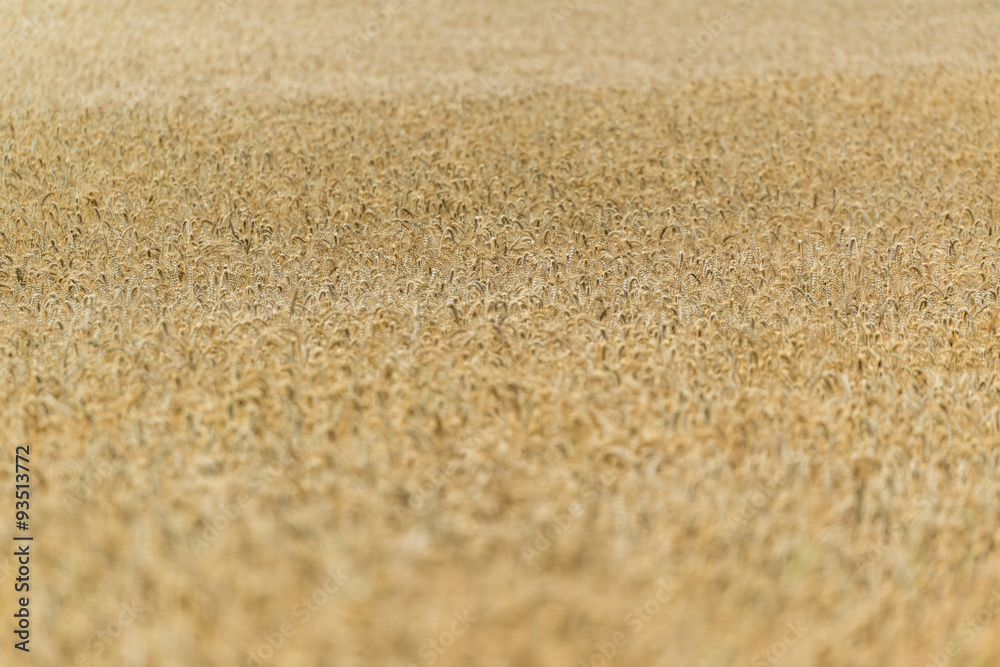 Wheat Field (close-up shot) Wheat Field (close-up shot)