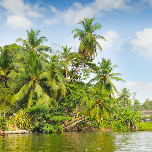 Tropical palm forest on the river bank