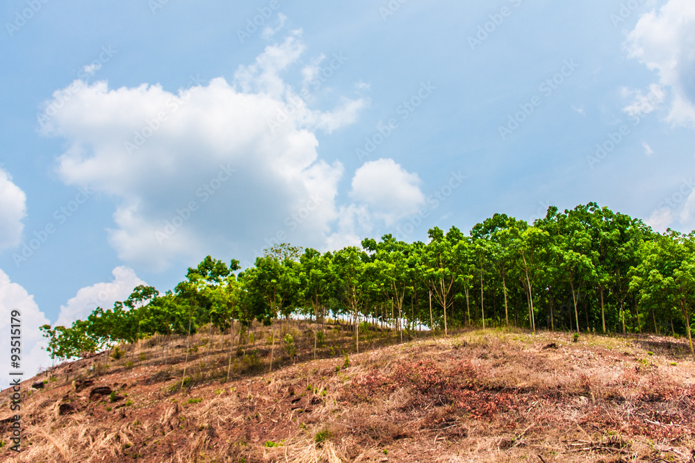 green trees on mountain