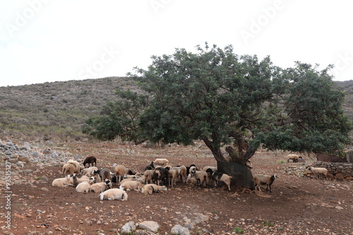 Schafe unter einem Olivenbaum
