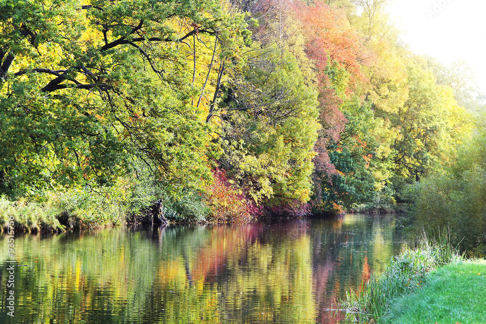 Fototapeta premium beautiful forest at sunrise