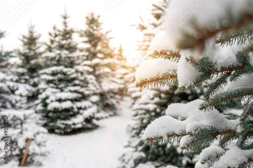 Fir branches