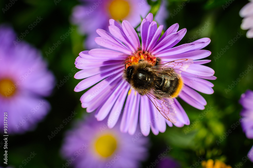 Hummel saugt Honig Hummel saugt Honig