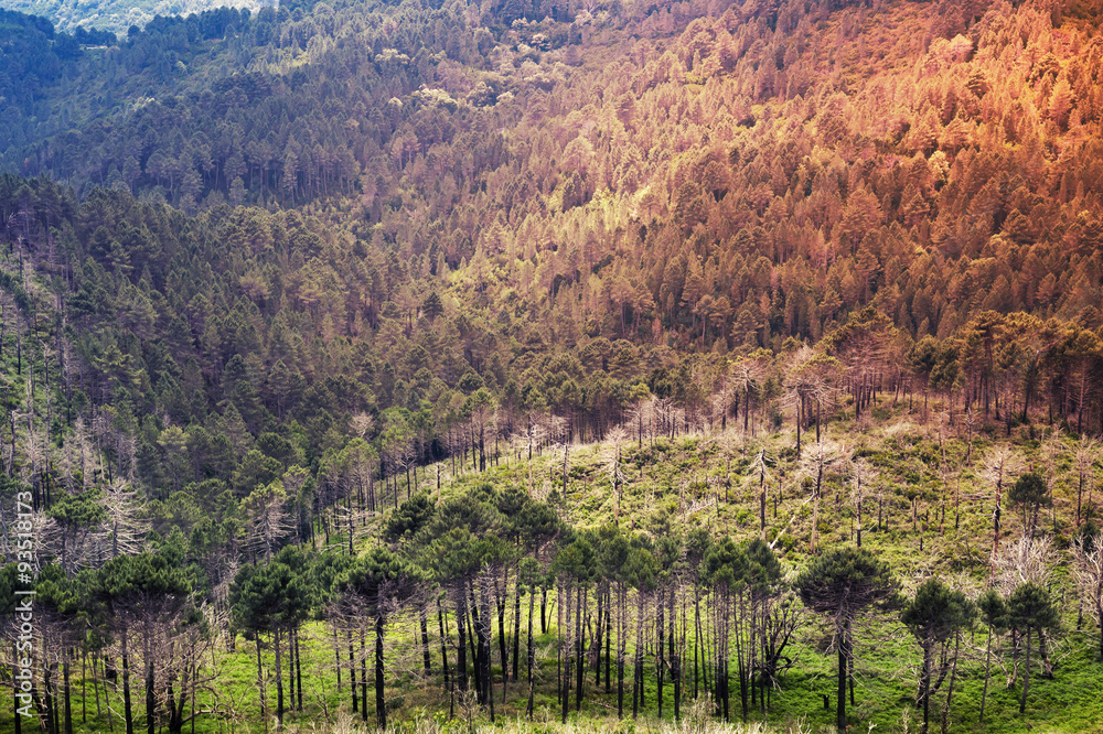 Wild mountain forest landscape. Corsica
