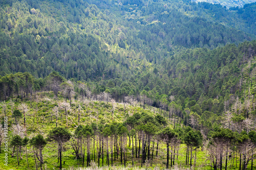 Wild mountain forest landscape. South of Corsica