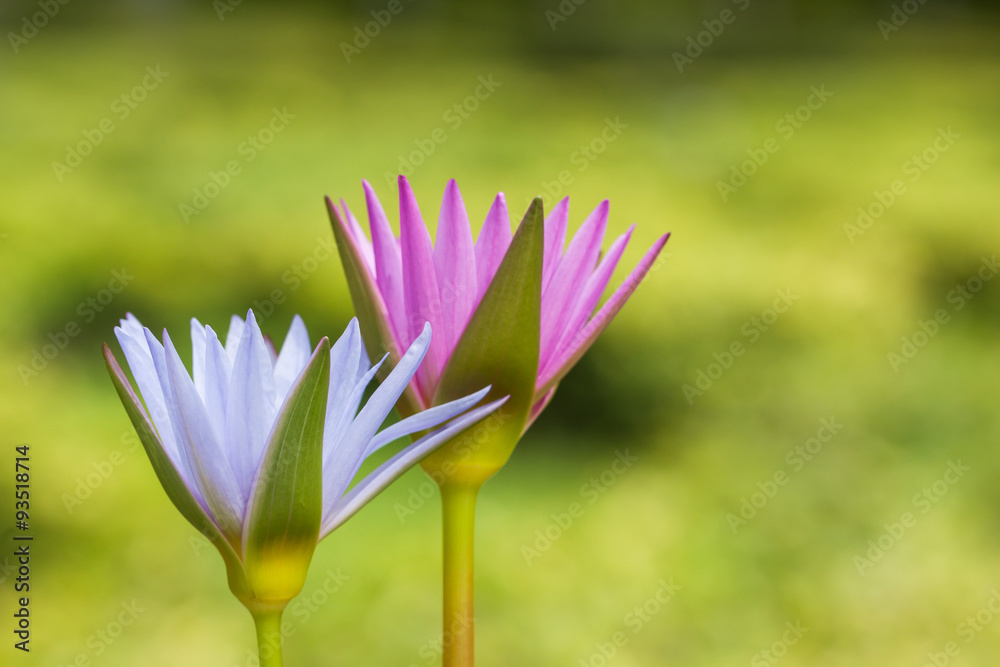 Fototapeta premium lotus