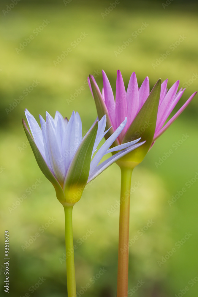 Fototapeta premium lotus