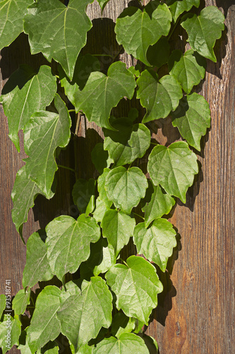 ivy on a wooden fence photo