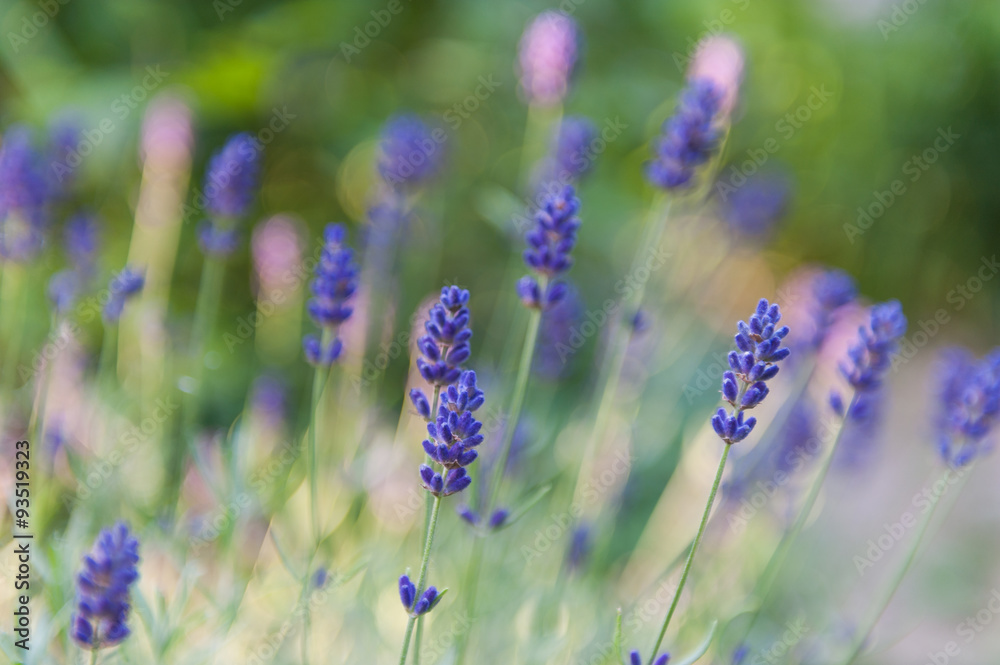 Fototapeta premium Lavender field