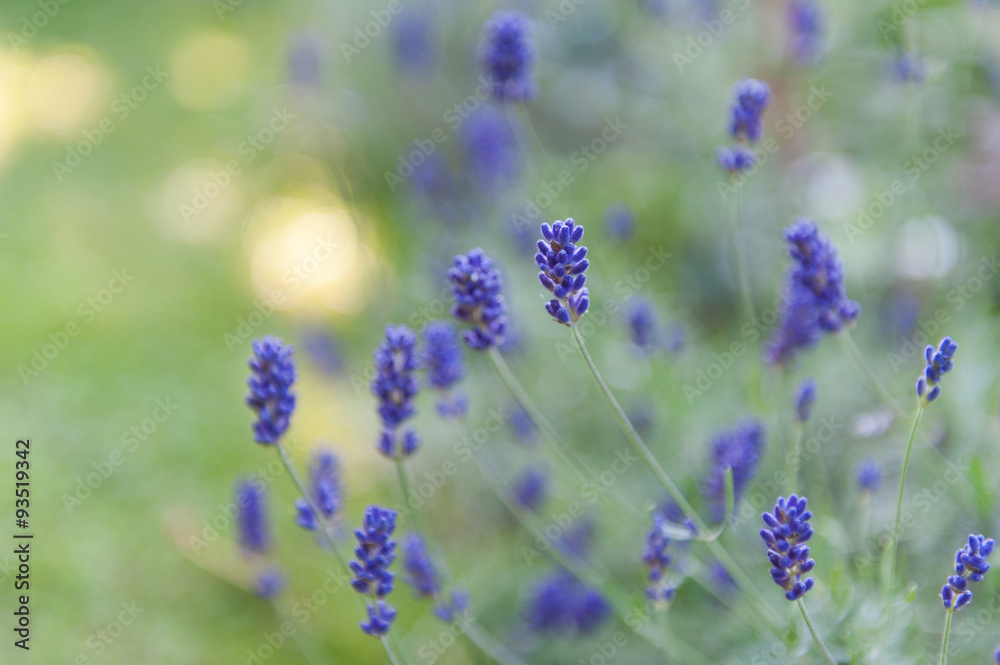 Fototapeta premium Lavender field