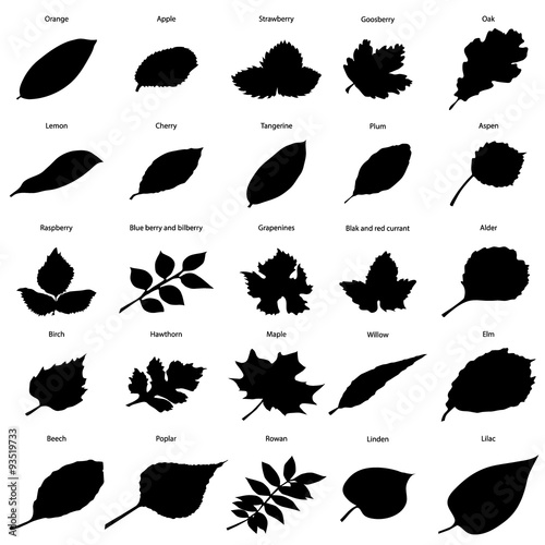 Black silhouettes of foliage