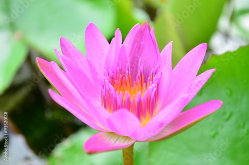Pink Lotus Flower.