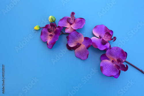 purple orchid on blue table