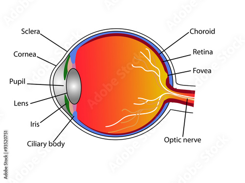 eye and vision