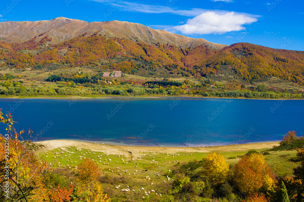 Pecore al pascolo nei pressi del lago