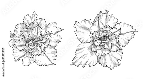 Hand drawn adenium flowers