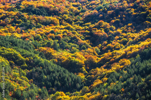 Colorful forest background