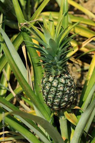 Pineapple on the plant in farm, tropical fruit in nature.