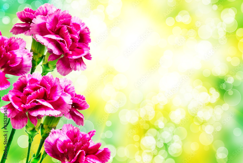 carnation flower carnation flower