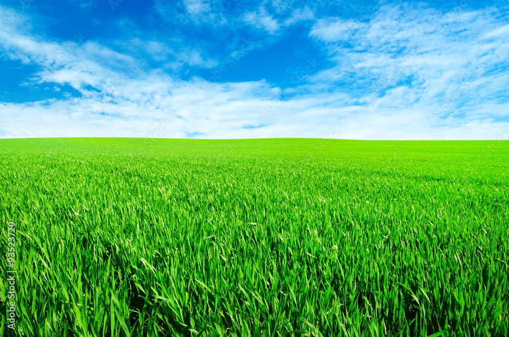 Green field with blue sky Green field with blue sky