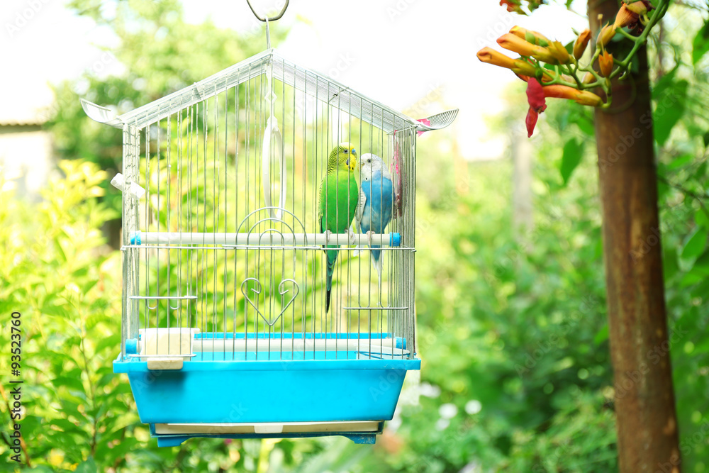Naklejka premium Cute colorful budgies in cage, outdoors