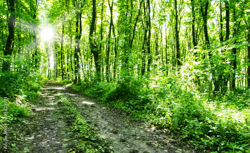 Nature background of green forest Nature background of green forest
