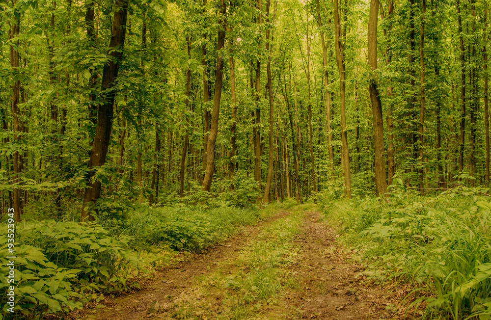 Nature background of green forest