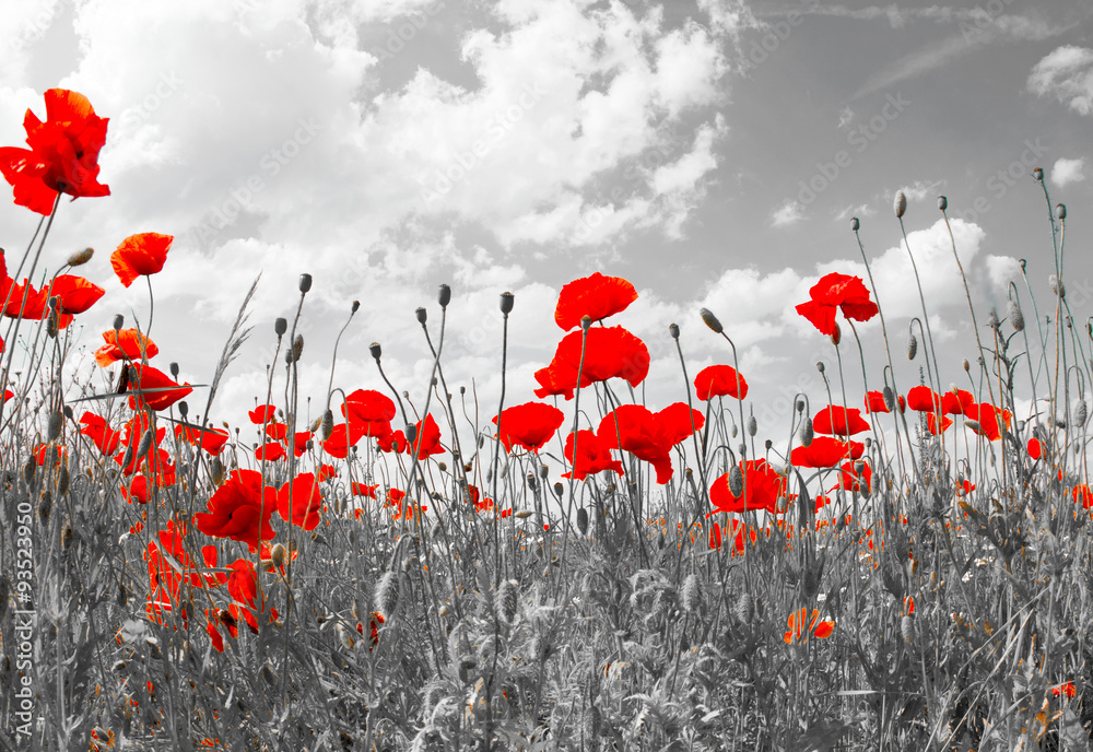 Field of bright red corn poppy flowers in summer - obrazy, fototapety, plakaty 