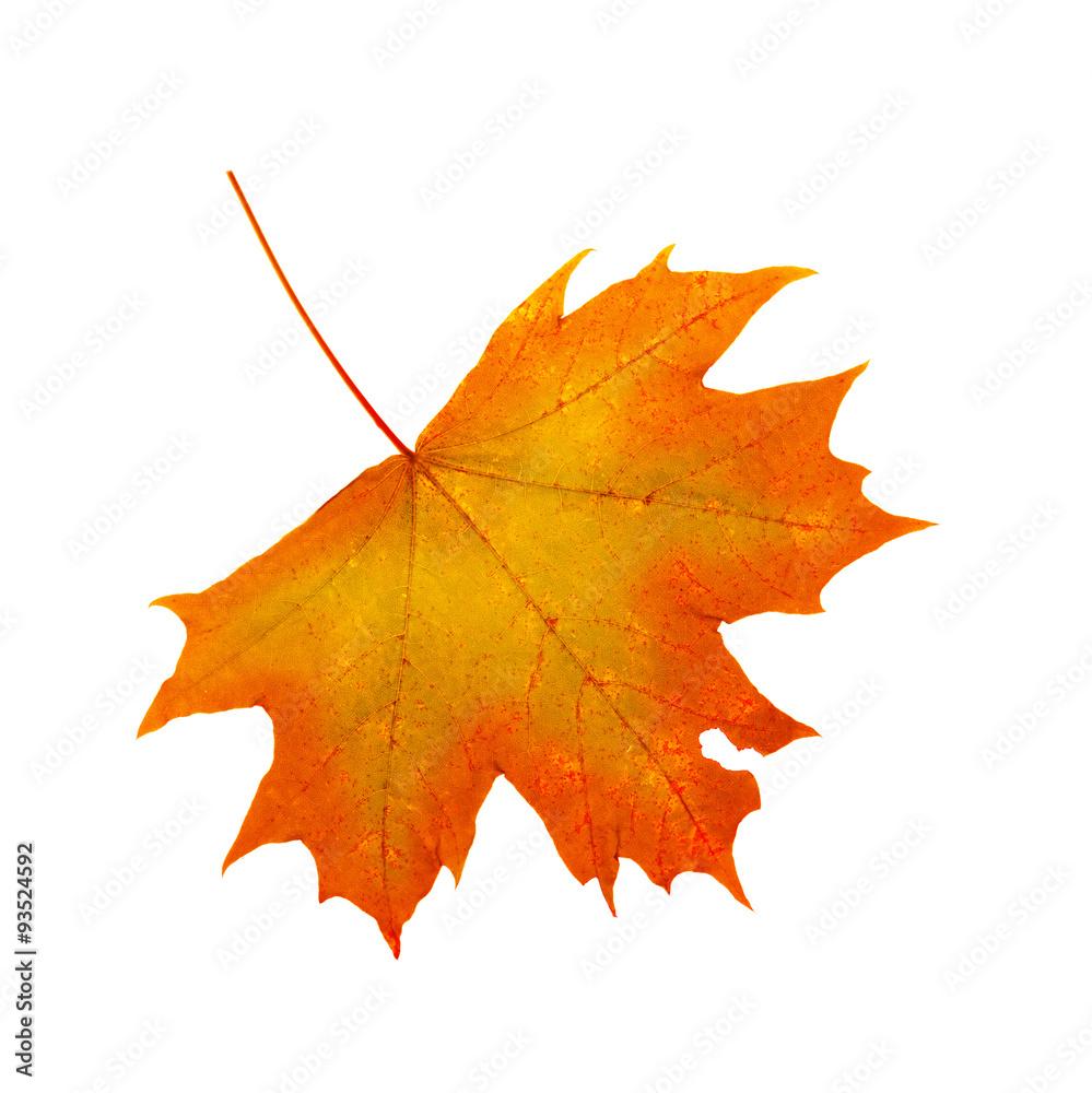 Colorful autumn maple leaf isolated . Colorful autumn maple leaf isolated .
