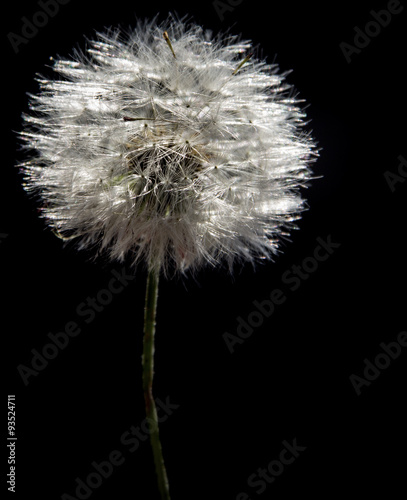 Flor de diente de leon