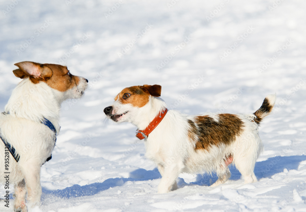 Who are you? curious puppy meets another dog Who are you? curious puppy meets another dog