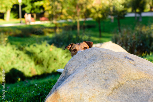 Fototapeta Naklejka Na Ścianę i Meble -  Dog hiding behind a stone playing hide-and-seek