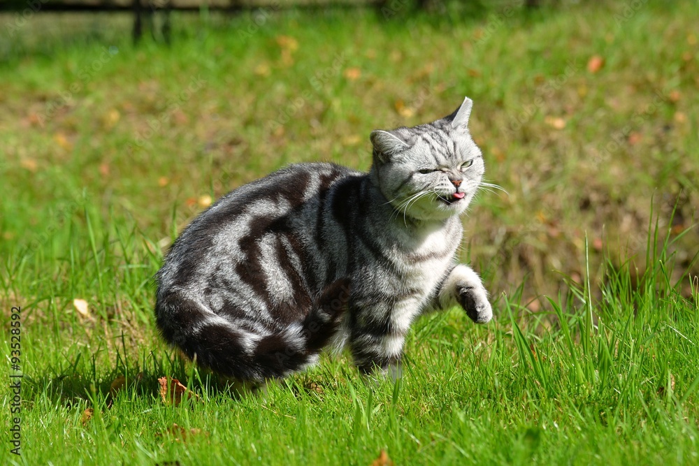 Britisch Kurzhaar Katze