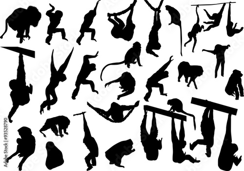 set of twenty nine monkeys isolated on white