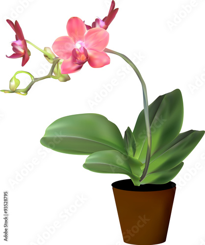red blossoming orchid in pot on white