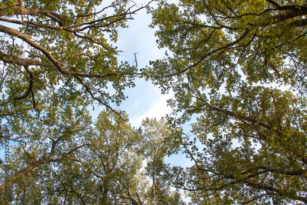 Obraz premium Arbre dans la forêt en contre plongée